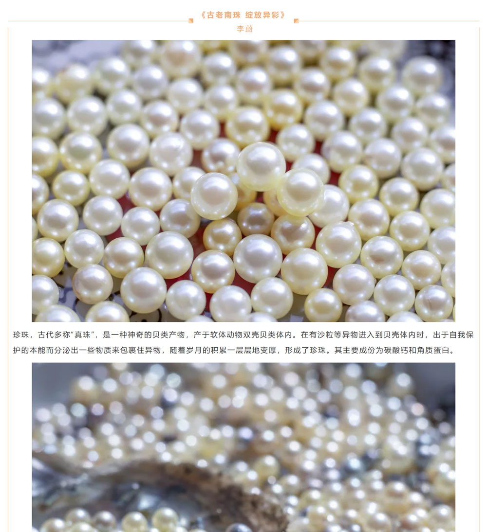 古老南珠，綻放異彩